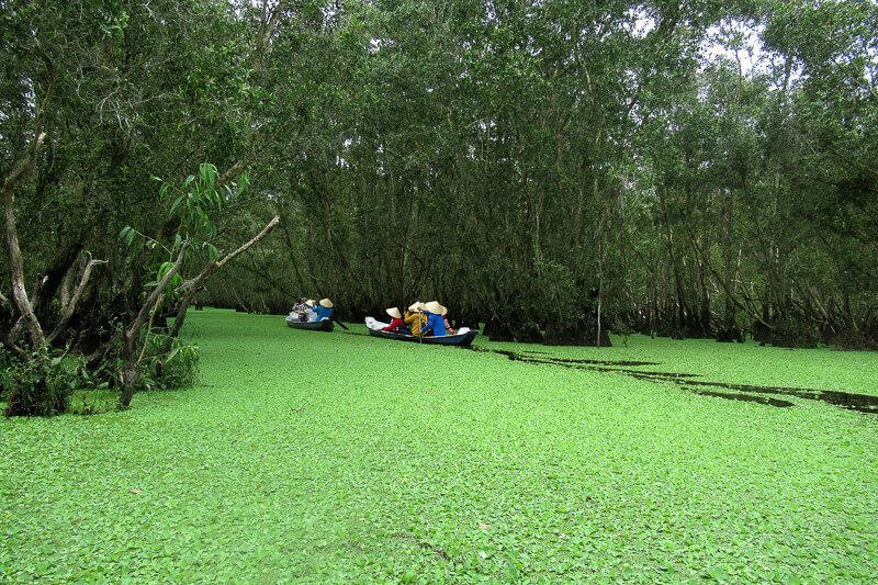Tra Su Mangrove forest
