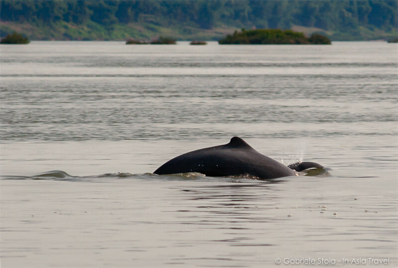 Irrawaddy dolphin Kratie © Gabriele Stoia