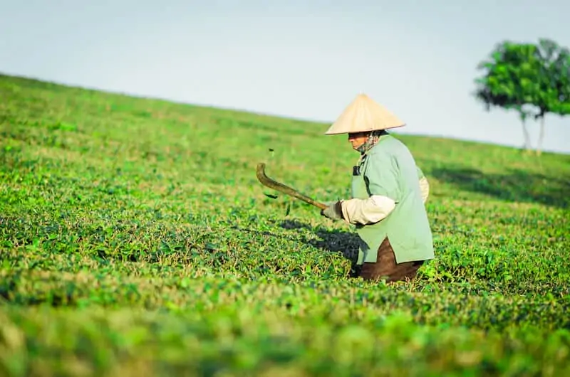 Tea plantation at Moc Chau