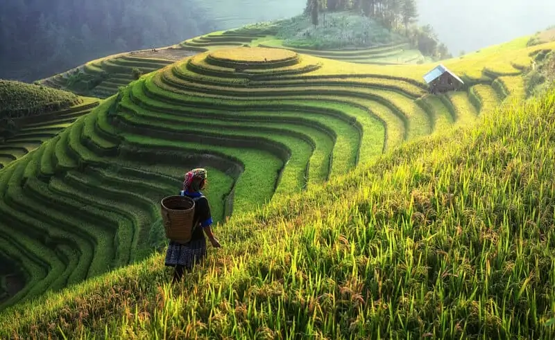 Rice terrace north Vietnam