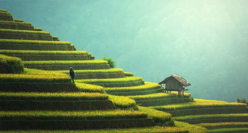 Rice terrace north Vietnam