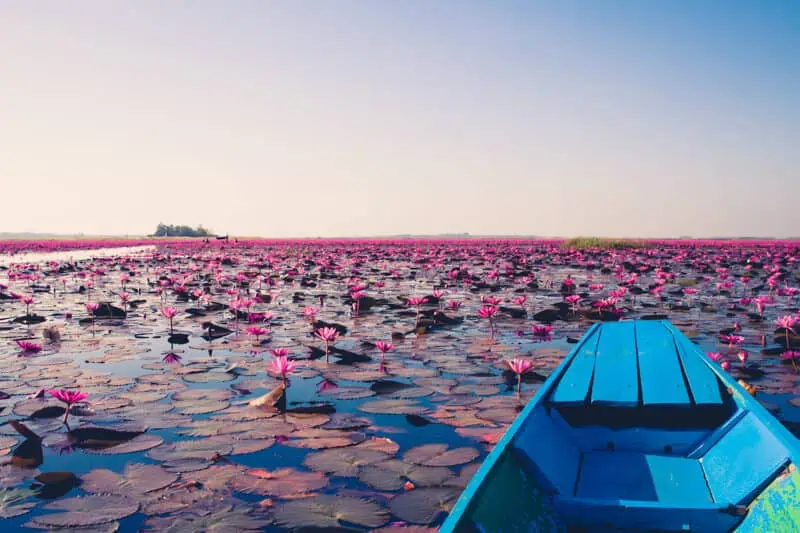 Red Lotus Sea, nei pressi della città thailandese di Udon Thani